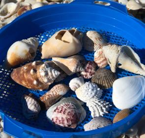 Shells on Nokomis Beach_article header_amy bentley.jpg Shells on Nokomis Beach_article header_amy bentley.jpg