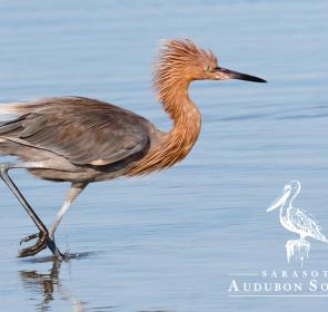 Shorebird with Logo_0.jpg