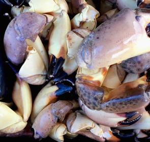StoneCrab_102616_01__Fixed__2017OPT.jpg