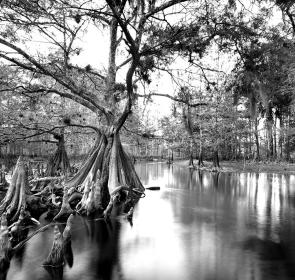 fisheating-creek-21__OPT.jpg