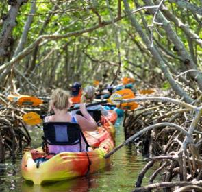 Kayaking Lido Key Mangroves