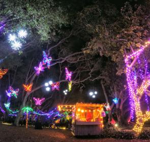 lights-in-bloom-selby-butterflies-2020-article.JPG