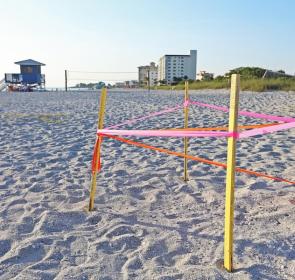 sea turtle nesting in venice beach fl