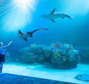 Mote SEA in sarasota