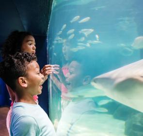 Mote marine aquarium