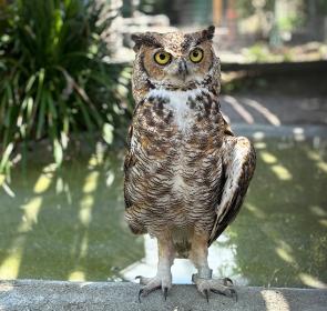A great horned owl.