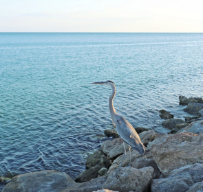 seabird on venice jetty