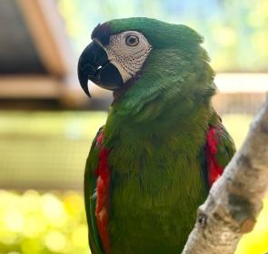 save our seabirds parrot