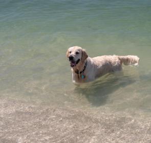 dog in the gulf at venice beach
