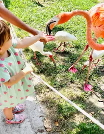 Girl feeding flamingo at Sarasota Jungle Gardens