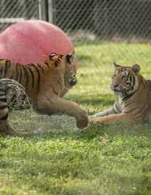 BigCatHabitat_TigersPlaying_rgb_hd_0.jpg
