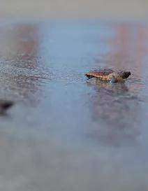 LoggerheadHatchlingRelease_20170618_012W__OPT.jpg