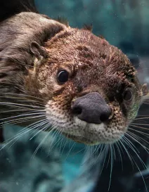 NorthAmericanRiverOtter_086__OPT.jpg