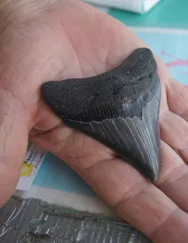 RS520_MegladonSharksTeeth__2017Opt.jpg