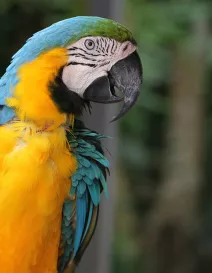 RS720_SarasotaJungleGardens050814_25-scr__2017Opt.jpg