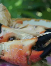 
Stone crab dish
