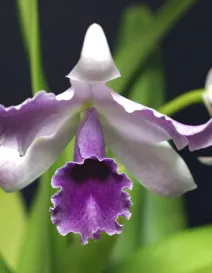 SelbyGardens_Purple Orchid_rgb_72.jpg