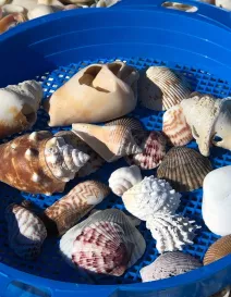 Shells on Nokomis Beach_article header_amy bentley.jpg