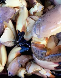 StoneCrab_102616_01__Fixed__2017OPT.jpg