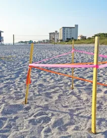 sea turtle nesting in venice beach fl