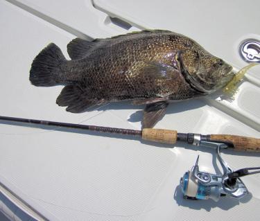 Monthly Fishing Reports from Sarasota Area