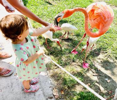 Girl feeding flamingo at Sarasota Jungle Gardens