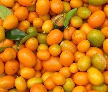 CitrusSeason_Jan2017_2_OPT.jpg