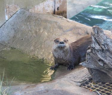 
Meet otters, sea turtles, sharks, manatees and more at Mote Marine Laboratory & Aquarium
