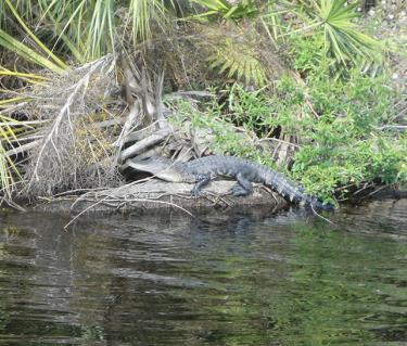 An Alligator perched off Myakka River. Photo by Beth Luberecki.