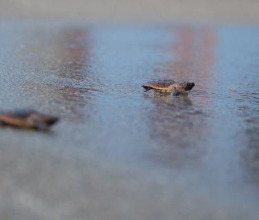 LoggerheadHatchlingRelease_20170618_012W__OPT.jpg