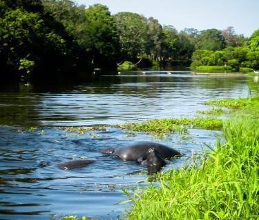 Manatees Mating on Phillippi Creek by Liz Sandburg