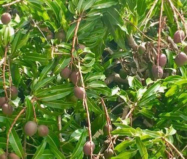 Mangoes_image2__OPT.jpg