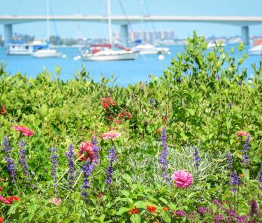 Marie Selby Botanical Gardens bay.jpg