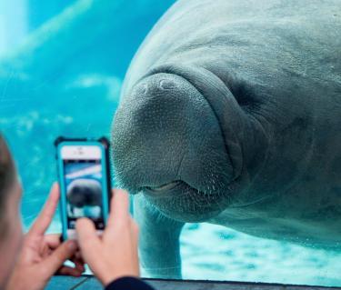 Mote_Turtles_and_Manatees_at_the_Marine_Mammal_Cen_SLw6mp7KTEtcX6ja44G9b1r18q0ABlZBh_rgb_l.jpg