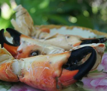 
Stone crab dish
