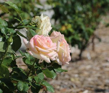 The Ringling Rose Garden.  Photo by Eddie Kirsch.