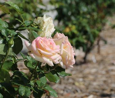 The Ringling Rose Garden.  Photo by Eddie Kirsch.