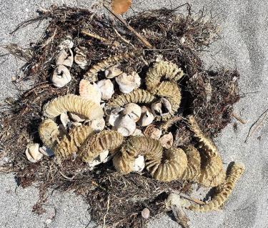 Sea turtle egg shells and sea whelk egg cases.