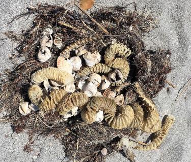 Sea turtle egg shells and sea whelk egg cases.