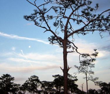 Myakka River State Park. Photo credit: Liz Sandburg