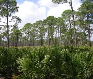 Treasures Exist in North Port.jpg