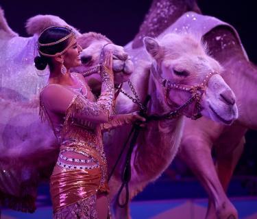 wonderland illuminate at circus arts