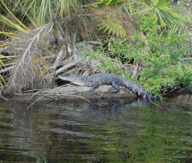 alligator