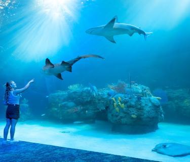 Mote SEA in sarasota