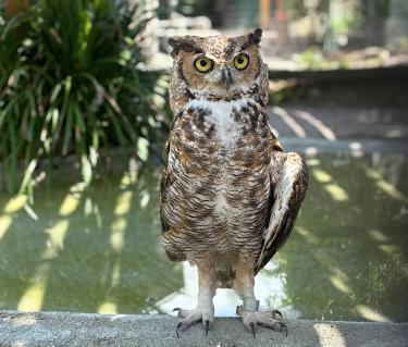 A great horned owl.