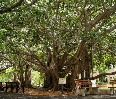 venice florida banyan tree