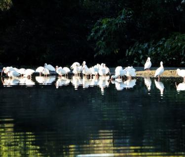 birds on phillippi creek in sarasota fl