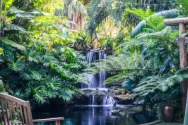 Water fall covered in tropical plants