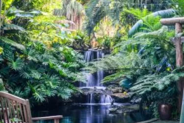 Water fall covered in tropical plants