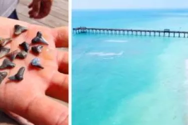 Venice Beach and Hand with Sharks Teeth